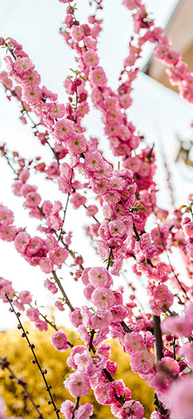 خلفية أزهار شجرة الكرز 4K